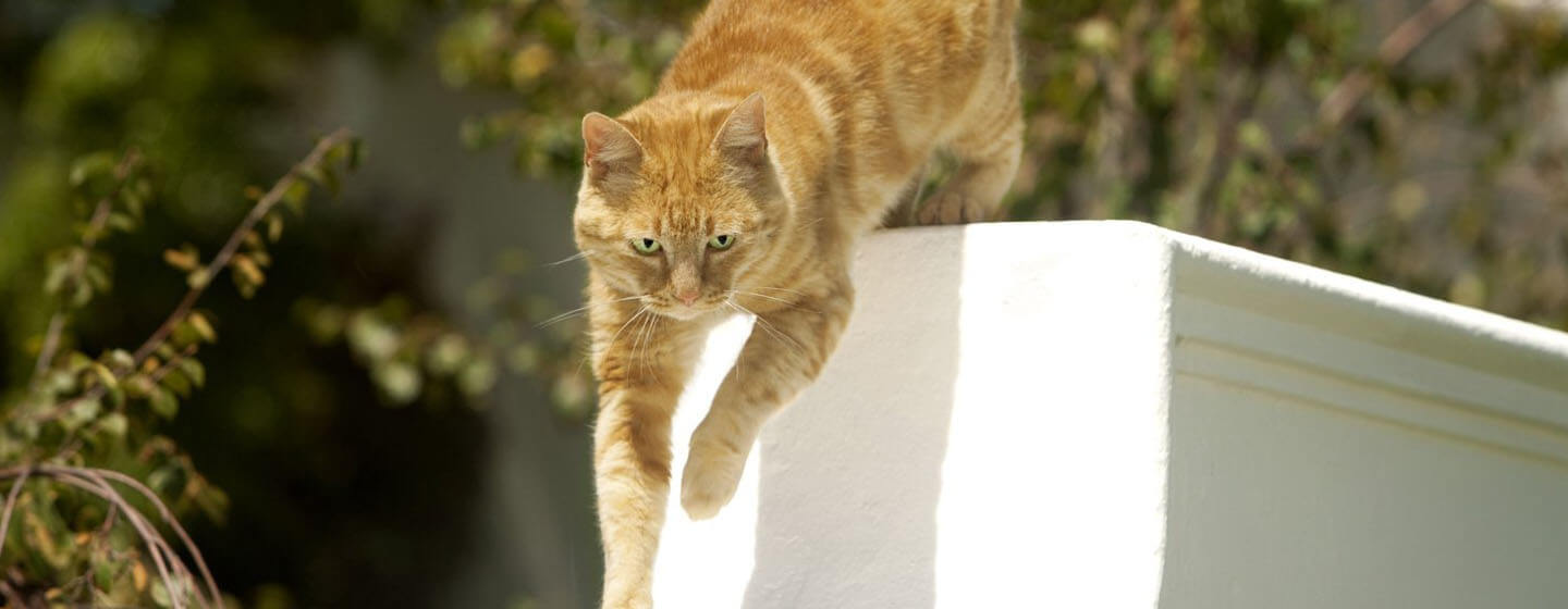 Cat Exercise How To Keep Your Cat Fit Active Purina